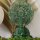 Deko Statue Set Holz Buddha + Knoten Handarbeit Feng Shui
